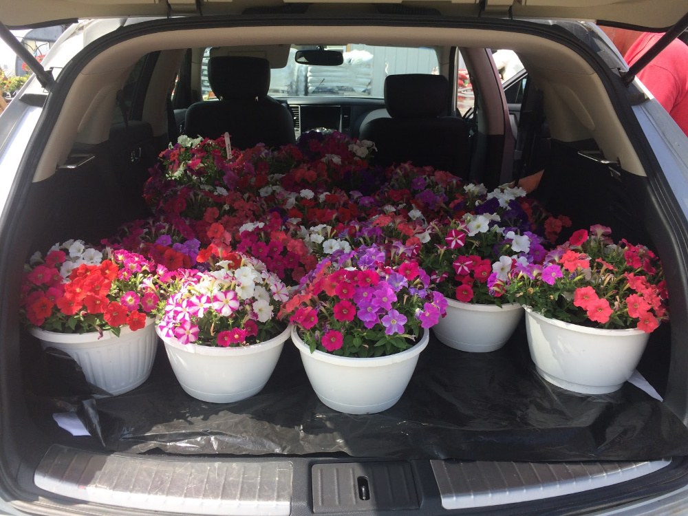 pots de petunias pots de petunias