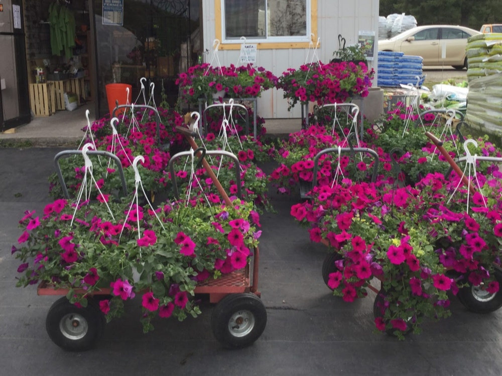 paniers suspendus petunias Ornements de jardin